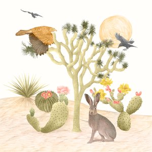 Mojave Desert by Stacy Hsu