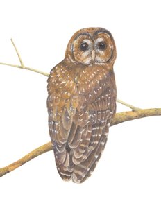 Northern Spotted Owl