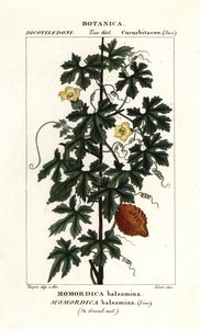 African cucumber, Momordica balsamina