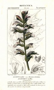 Bear’s breeches or sea dock, Acanthus mollis