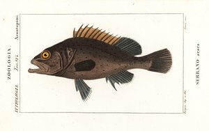 Black Grouper, Mycteroperca bonaci