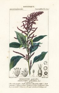 Blood Amaranth, Amaranthus cruentus