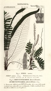 Bristle fern