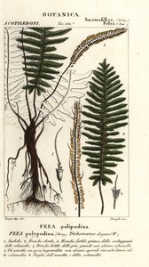 Bristle fern