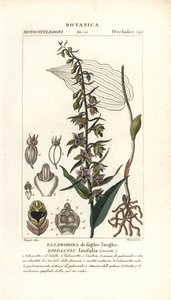 Broad-leaved Helleborine Orchid, Epipactis Helleborine