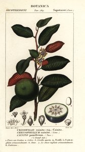 Cainito, Chrysophyllum cainito by Stanghi Stanghi