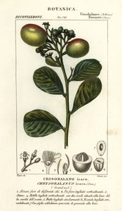 Cocoplum, Chrysobalanus icaco by Stanghi Stanghi