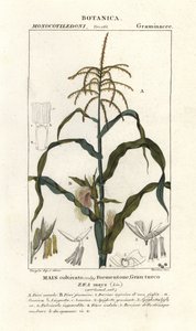 Corn or maize, Zea mays by Stanghi Stanghi