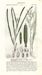 Eelgrass or seawrack by Stanghi Stanghi