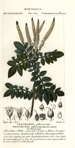 Encenillo, Weinmannia pubescens by Stanghi Stanghi