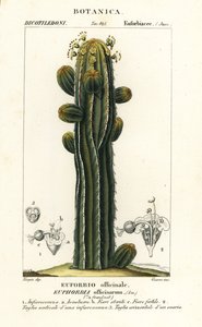 Euphorbia officinarum by Stanghi Stanghi
