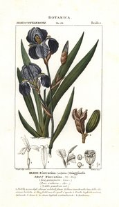 Florentine iris