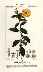 French flax