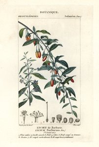 Goji Berry, Lycium Barbarum