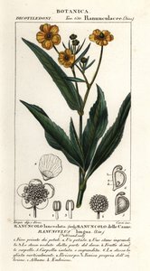 Greater spearwort