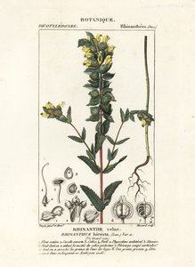 Greater yellow rattle