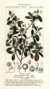 Indian Plum, Flacourtia indica