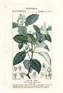Indian Sandalwood