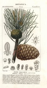 Italian stone pine by Stanghi Stanghi