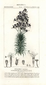 Larch-leaf or tree triggerplant