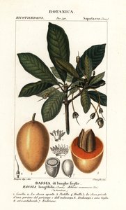 Mahuwa tree, Madhuca longifolia by Stanghi Stanghi
