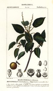 Manchineel or beach apple tree by Stanghi Stanghi