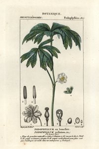 Mayapple by Stanghi Stanghi