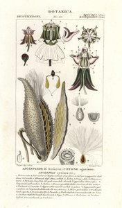Milkweed, Asclepias syriaca