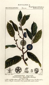 Napoleonaea imperialis by Stanghi Stanghi