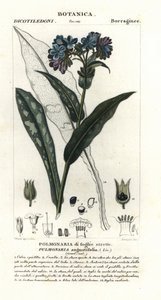 Narrow-leaved Lungwort