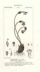 One-flowered broomrape by Stanghi Stanghi