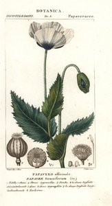 Opium Poppy by Stanghi Stanghi