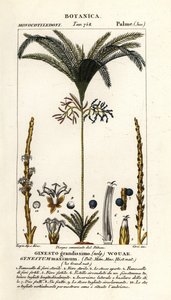 Palm tree, Geonoma maxima