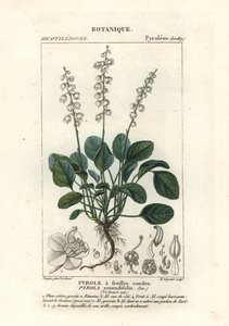 Round-leaved wintergreen