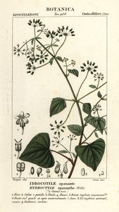 Spananthe paniculata, Hydrocotyle spananthe