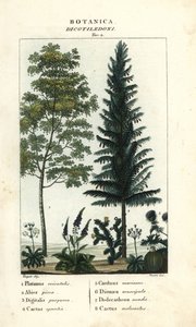 Sycamore, silver fir, foxglove, prickly pear, etc.