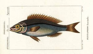 Threadfin bream