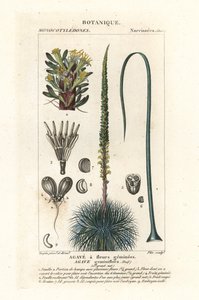 Twin Flowered Agave by Stanghi Stanghi