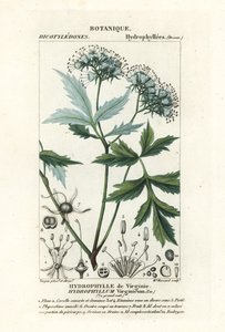 Virginia waterleaf by Stanghi Stanghi