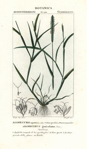 Water foxtail