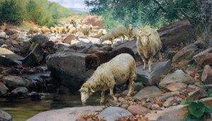 Flock Watering at Restano Stream