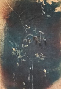 Dark Blue Botanicals by Stefano Mazzolini