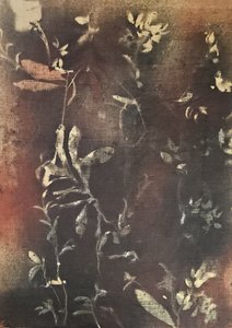 Dark Botanical Forms by Stefano Mazzolini