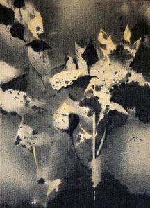 Dark Botanical Forms