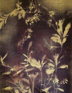 Dark Botanical Study by Stefano Mazzolini