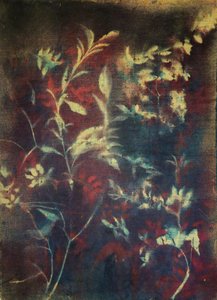 Moody Botanical Foliage by Stefano Mazzolini