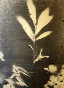 Stark Botanical Silhouette
