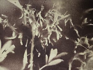 Vintage Botanical Silhouettes