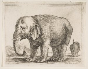 Plate 10: elephant, from Various animals Diversi animali, ca. 1641