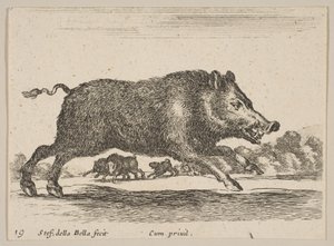 Plate 19: Wild Boar, from Various Animals by Stefano della Bella